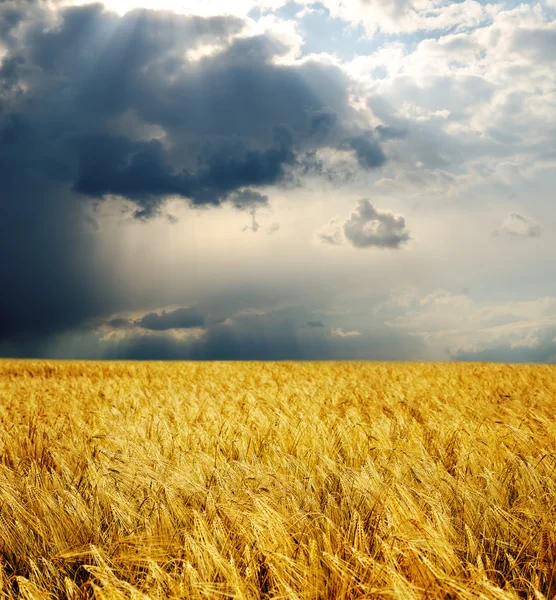 Gyllene fält under dramatisk himmel — Stockfoto