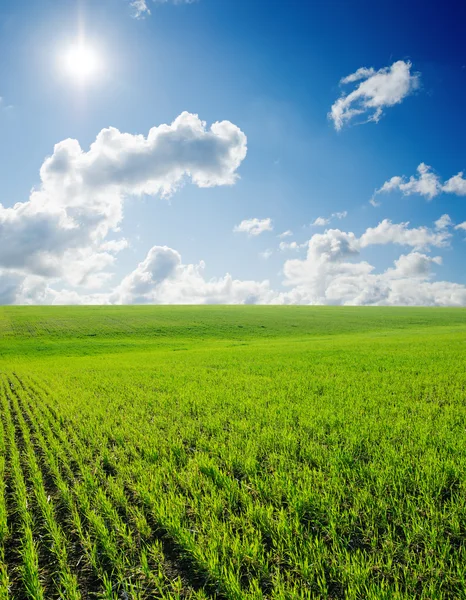 Field of grass and deep blue sky with sun — Stock Photo, Image