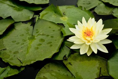 Sarı lotus