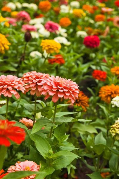 stock image Flower