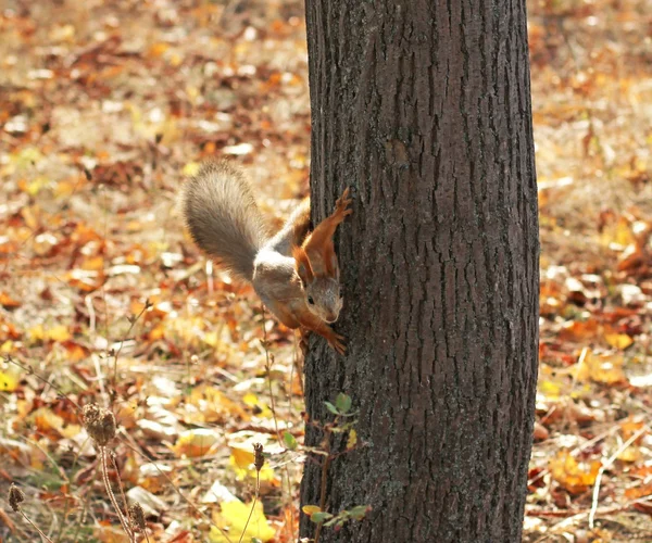 Écureuil roux assis sur l'arbre — Photo
