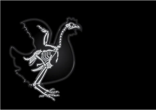 Röntgenfoto van de levende kip — Stockvector