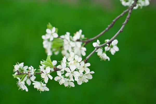Bahar ve yaz çiçek — Stok fotoğraf
