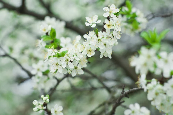 Spring and summer blooming — Stock Photo, Image