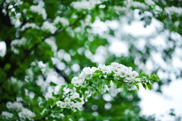Frühling und Sommer blühen — Stockfoto