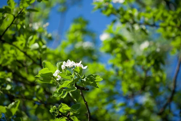 Våren och sommaren blommar — Stockfoto