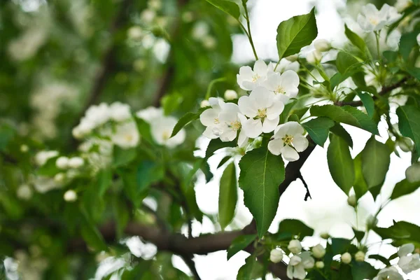 Весняне та літнє цвітіння — стокове фото