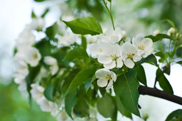 Voorjaar en de zomer bloeien — Stockfoto
