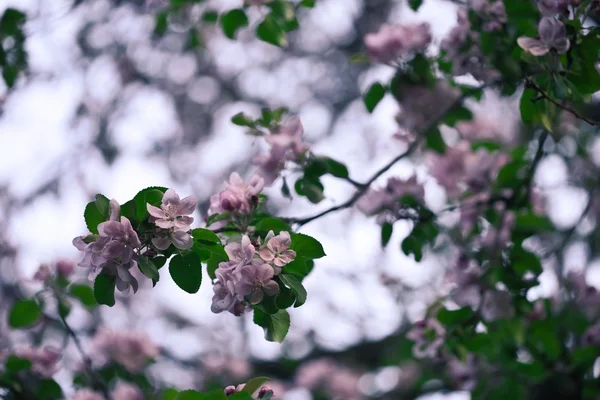 Na jaře a v létě kvetoucí — Stock fotografie