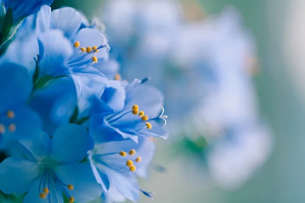 Primavera ed estate fioritura — Foto Stock