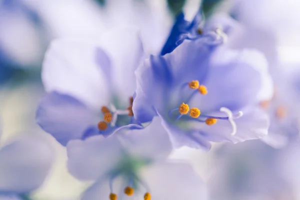 Våren och sommaren blommar — Stockfoto