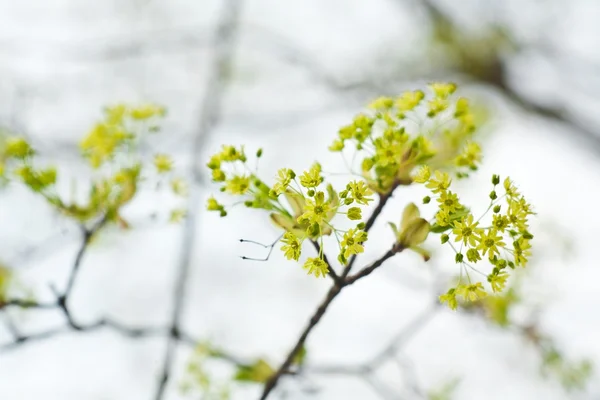 Primavera e verão florescendo — Fotografia de Stock