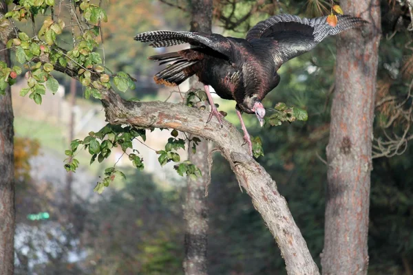 Wild Turkey In Tree Stock Image