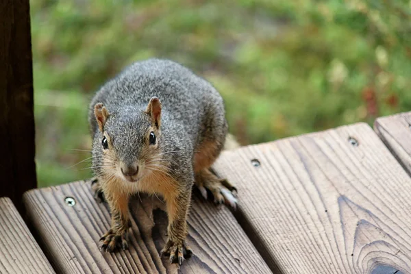 Een zeer pesty eekhoorn Stockfoto