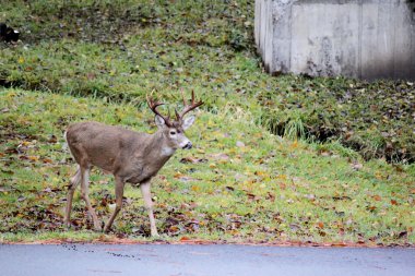 Kupa whitetail buck