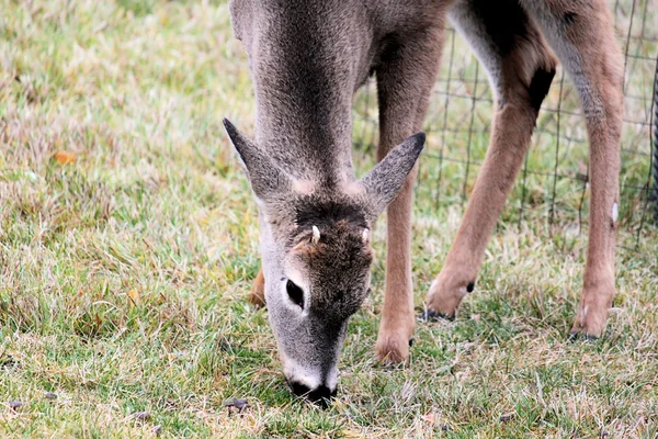 七个月大的白尾鹿巴克 — 图库照片