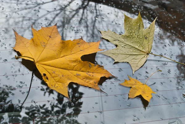 Autumn leaves on glass — Stock Photo, Image