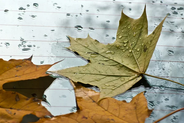 跌倒秋天的树叶 — 图库照片