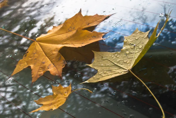 Φθινοπωρινά φύλλα στο αυτοκινητικό ΓΥΑΛΙ — Φωτογραφία Αρχείου
