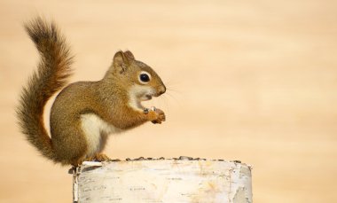 Happy baby squirrel. clipart