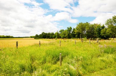 Wide angle field in summer.
