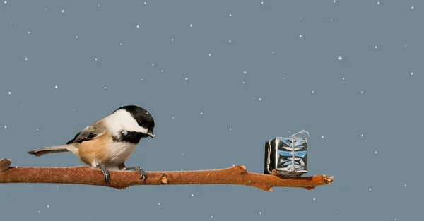 A present for chickadee. — Stock Photo, Image
