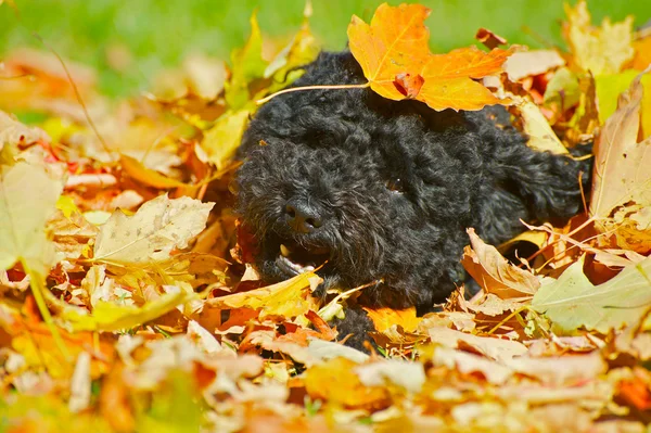 Filhote de cachorro brincando nas folhas de outono . — Fotografia de Stock