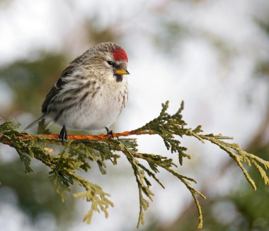 kadın ortak redpoll.