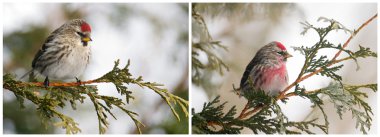 Female and male common redpoll side by side. clipart
