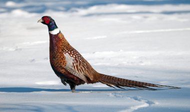 Male ring necked pheasant. clipart