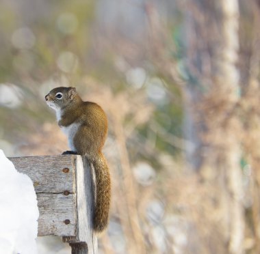 Sad, cold little squirrel. clipart