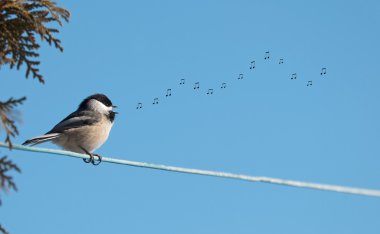 Chickadee singing. clipart