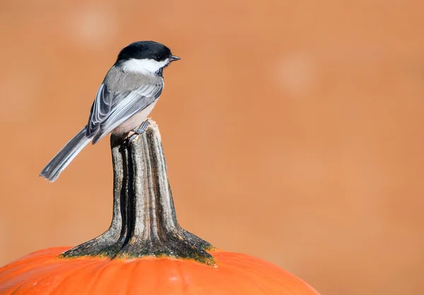 Pretty chickadee perched on a pumpkin. — Stock Photo, Image