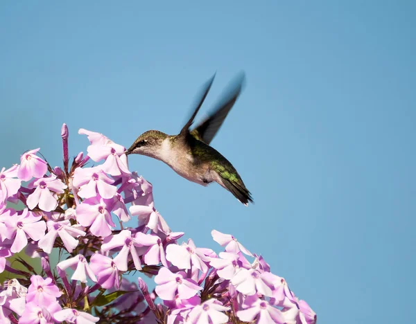 Vrouwelijke ruby throated hummingbird. — Stockfoto