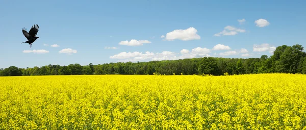 Wide angle canola field in summer with raven. — Stock Photo, Image