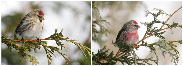 Female and male common redpoll side by side. — Stock Photo, Image