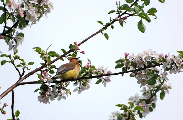 Cedar waxwing singing in the Spring. — Stock Photo, Image