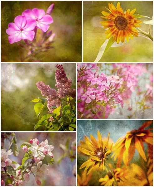 Texturerat blommor collage. — Stockfoto
