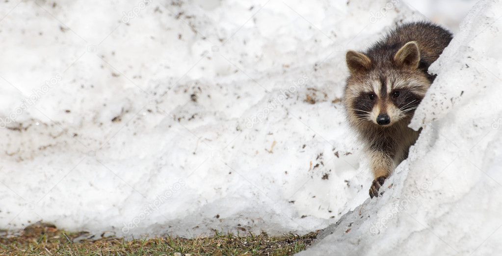 Close up young raccoon.