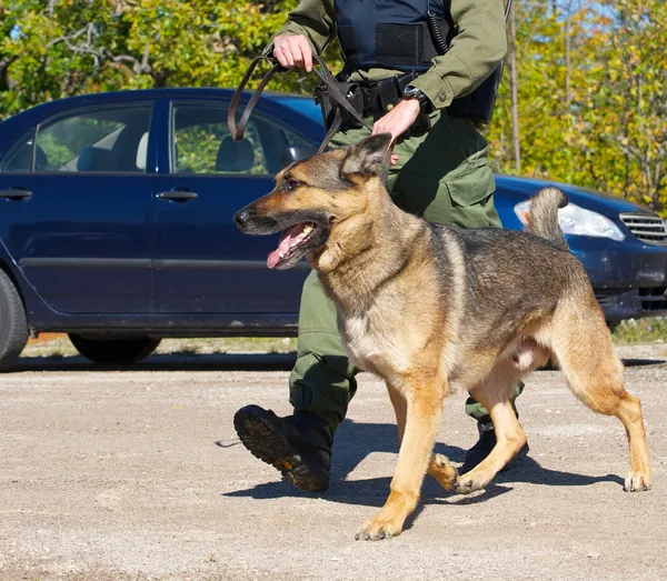 Drug sniffing dog with officer. — Stock Photo, Image
