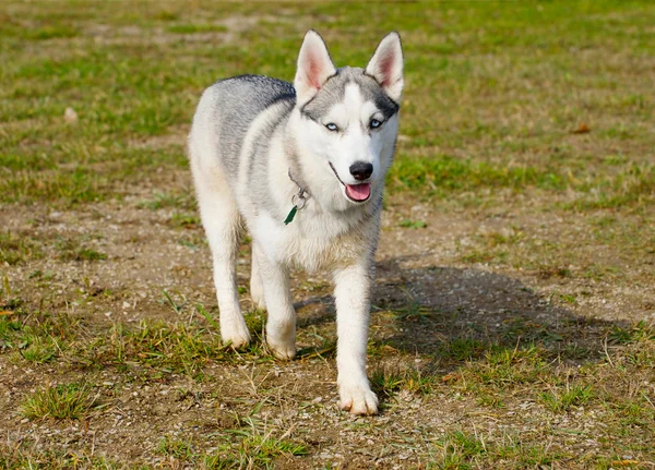 Extremly rare miniature Siberian Husky dog. — Stock Photo, Image