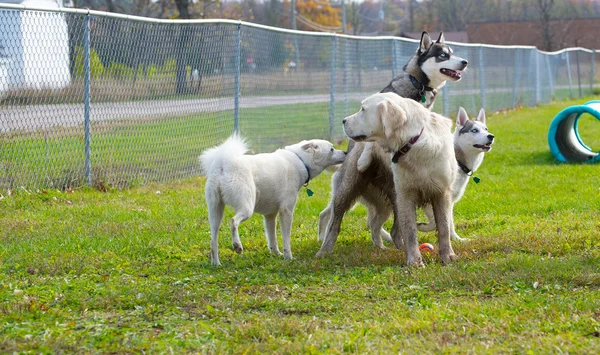 Treat time at the dog park. — Stock Photo, Image