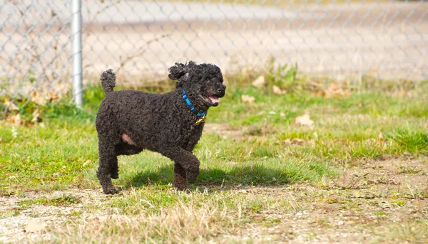 Happy miniature poodle enjoying freedom. — Stock Photo, Image