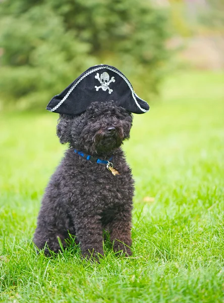 Bir fino köpeği korsan şapkası. — Stok fotoğraf