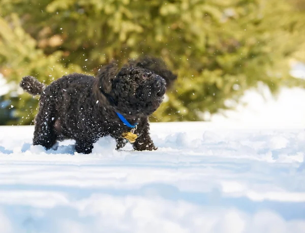 Poodle shaking off snow.