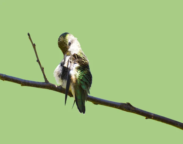 Preening colibri femelle isolé sur vert . — Photo