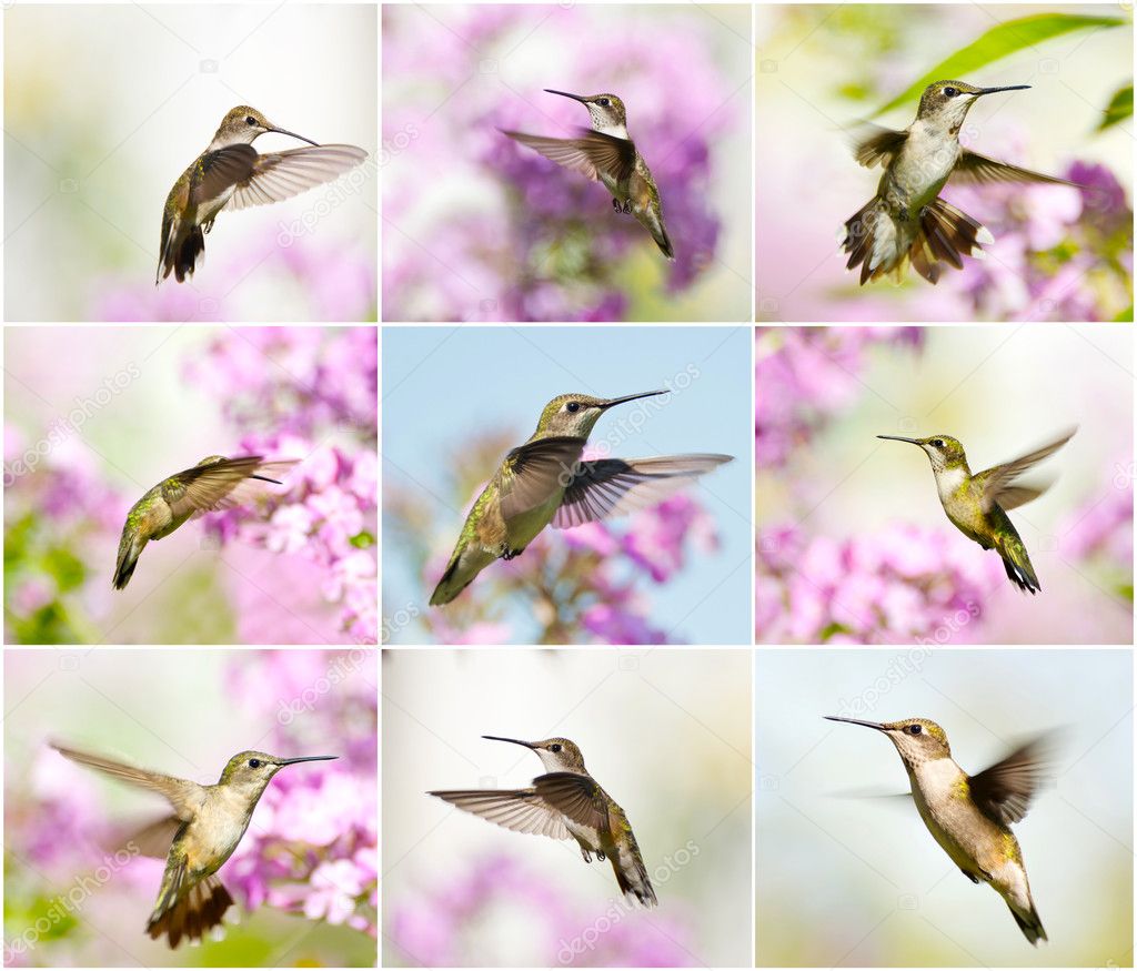 Hummingbird collage.