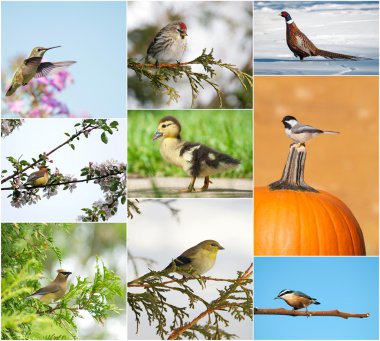 Birds throughout different seasons collage. clipart