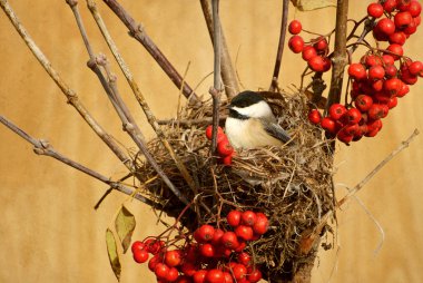 Chickadee in a nest with berries.