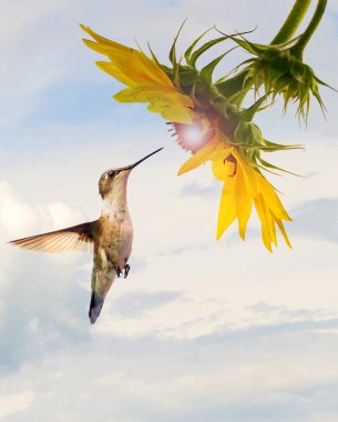 Hummingbird at glowing sunflower with sky. clipart